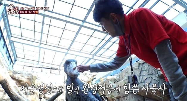 한국에 딱 1마리 '공룡의 진짜 후예' 슈빌.. 밥값만 4억원씩 들어가는 이유 (사진)