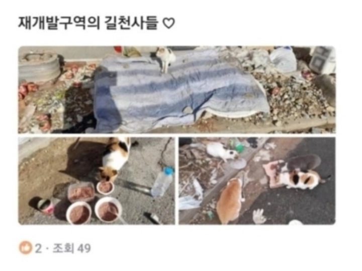 "크린토피아 고양이 빨래 논란" 업주, 계약 해지 통보 억울한 심경 폭발한 이유 (사진)